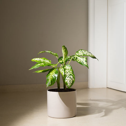 Dieffenbachia Cheetah with Zen Planter