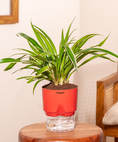 Spider Plant With Self Watering Pot