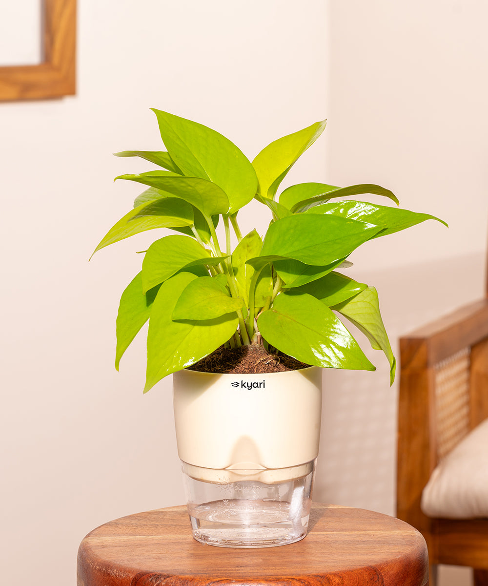 Golden Money Plant - BYOB