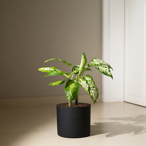 Dieffenbachia Cheetah with Zen Planter