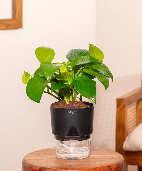 Golden Money Plant With Self Watering Pot