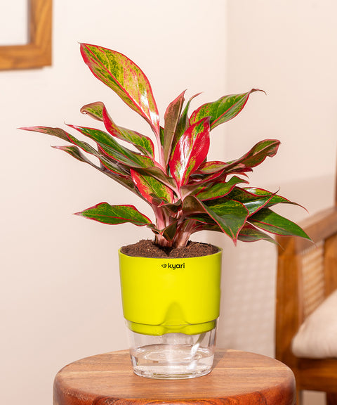 Aglaonema Lipstick Plant With Self Watering Pot