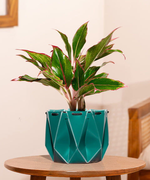 Aglaonema Lipstick Plant With Small Self Watering Pot