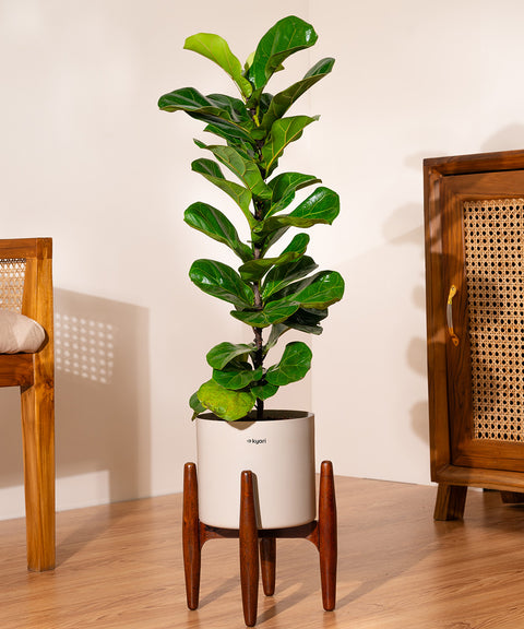 Fiddle Fig Plant With Self Watering Pot