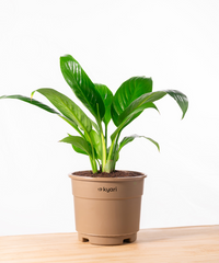 Peace Lily Plant With Grow Pot - BYOB