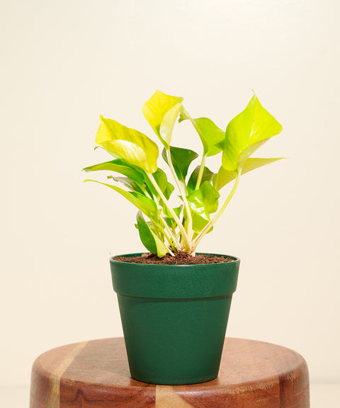Golden Money Plant With Reya Pot