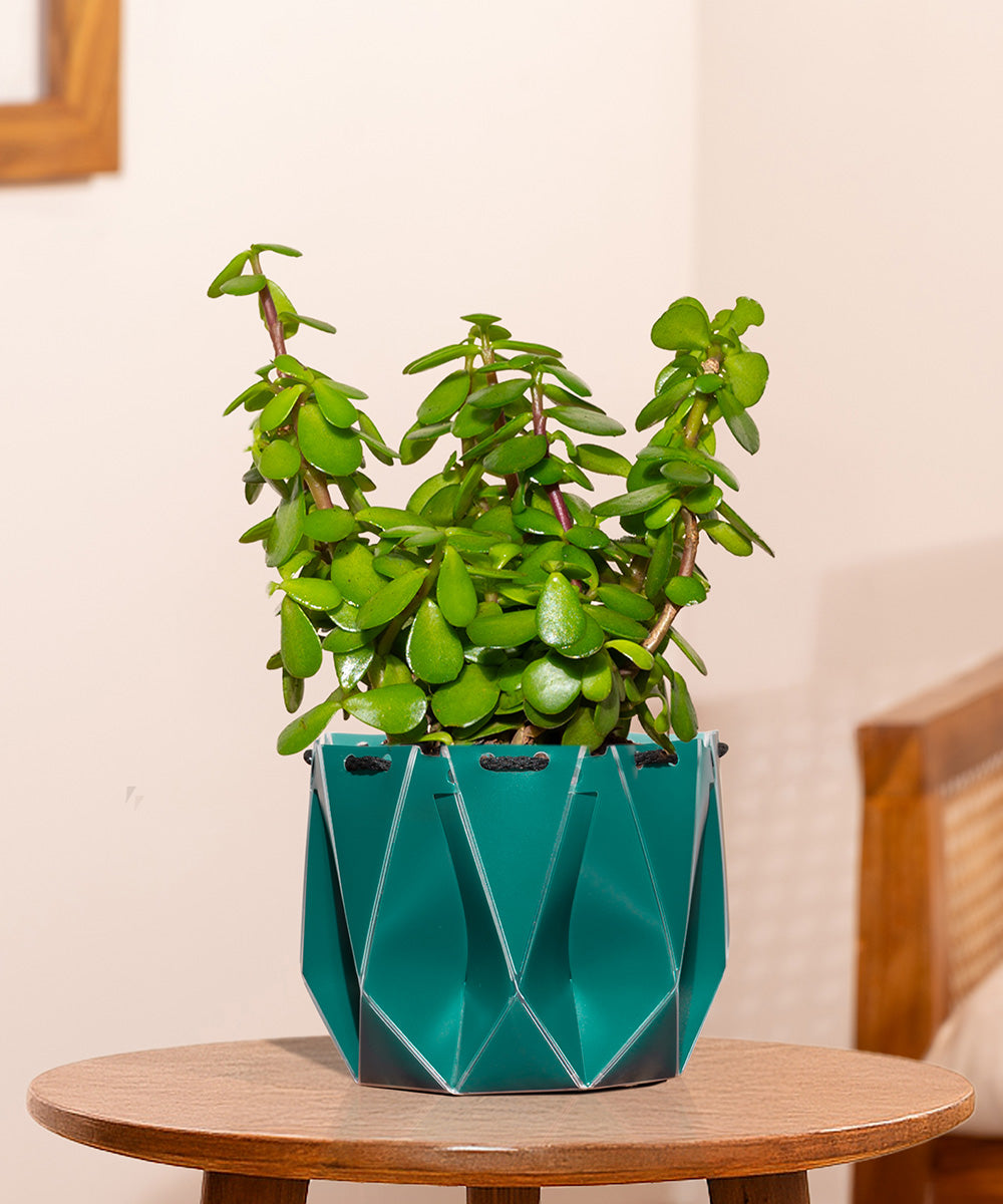 green ivy lucky jade plant Shop Lucky Indoor Jade Plant (Crassula Ovata)-Jade Tree – Kyari.co