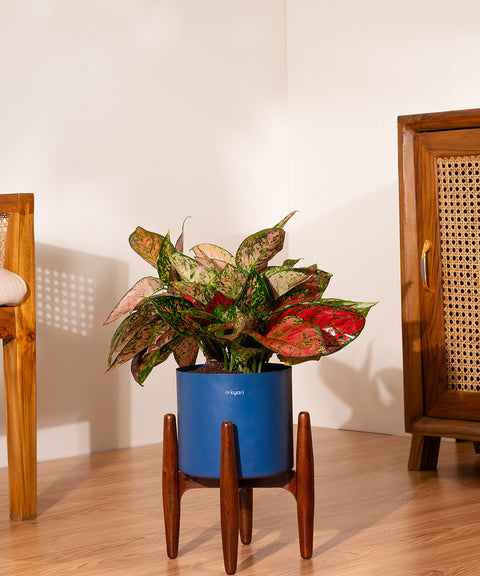 Aglaonema Valentine with Metal Self Watering Pot