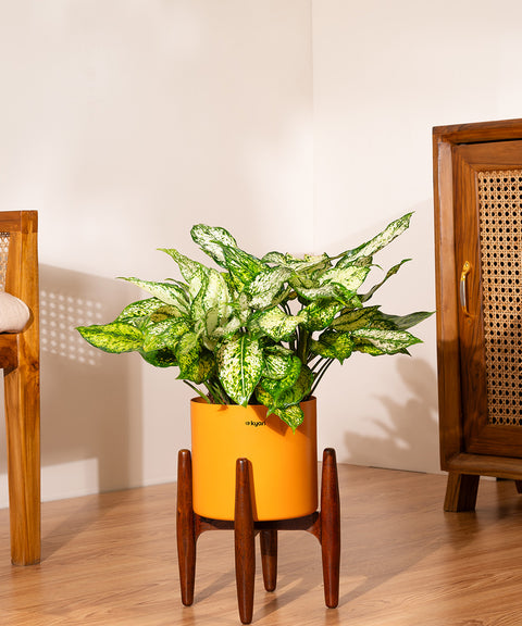 Aglaonema Snow White with Large Metal Self Watering Pot