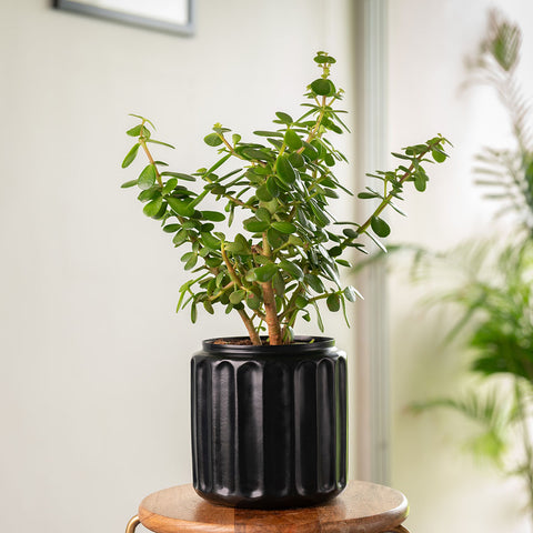 Lucky Jade Plant with Medium Metal Self Watering Pot