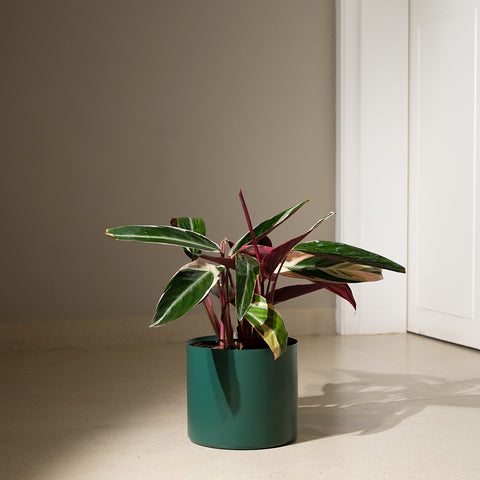 Calathea Triostar with Zen Planter