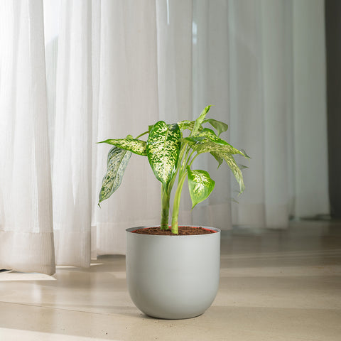 Dieffenbachia Cheetah with Arbor planter