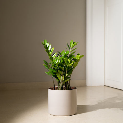 ZZ Green with Zen Planter