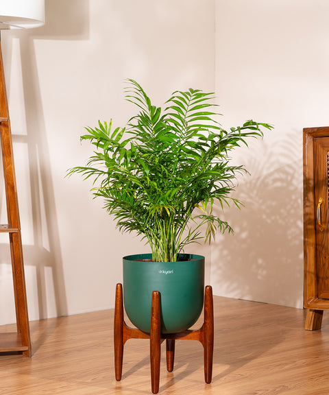 Chamaedorea palm with Extra Large Self Watering Pot