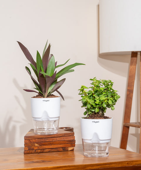 Set of 2  - Lucky Jade & Oyster Plant