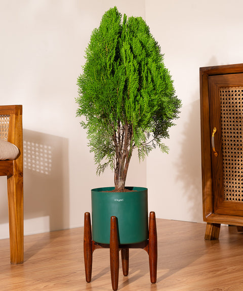 Thuja Plant with Large Self Watering Pot