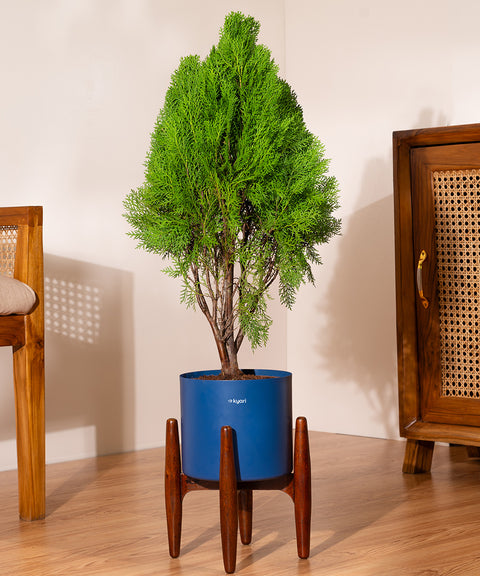 Thuja Plant with Large Self Watering Pot