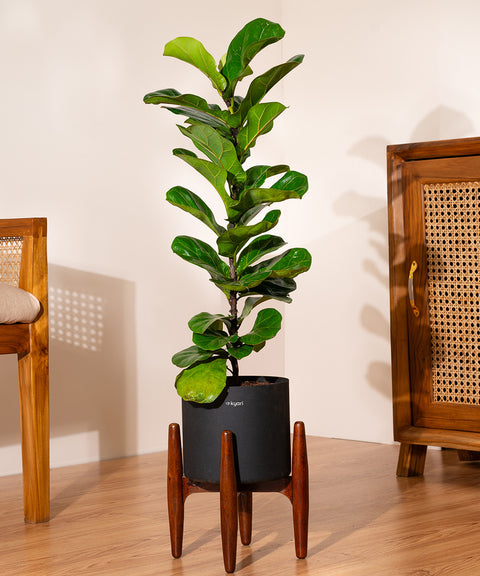 Fiddle Fig Plant With Self Watering Pot