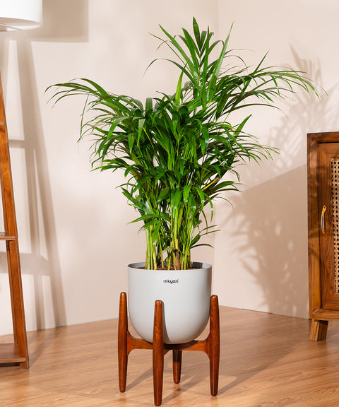 Areca Palm Plant With Self Watering Pot