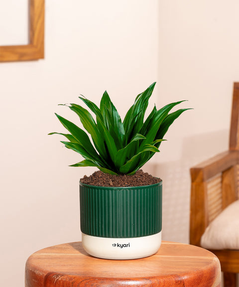 Dracaena Compacta Plant With Mylo Planter