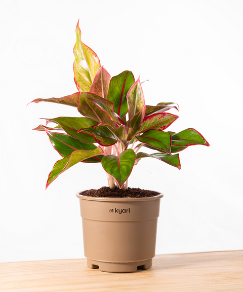 Aglaonema Lipstick Plant With Grow Pot