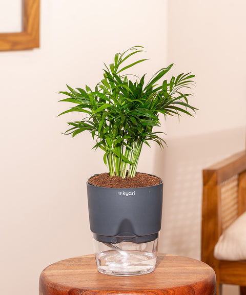 Areca Palm Plant With Self Watering Pot