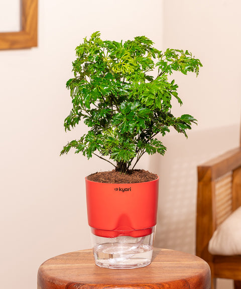 Aralia Green Plant With Self Watering Pot