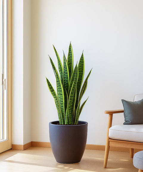 Kyari Lightweight & Durable Polymer Orbit Planter