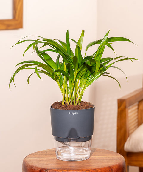 Areca Palm Plant With Self Watering Pot