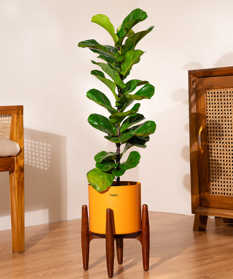 Fiddle Fig Plant With Self Watering Pot