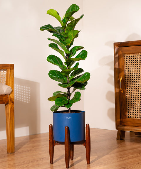 Fiddle Fig Plant With Self Watering Pot