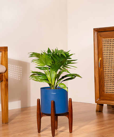 China Palm with  Metal Self Watering Pot