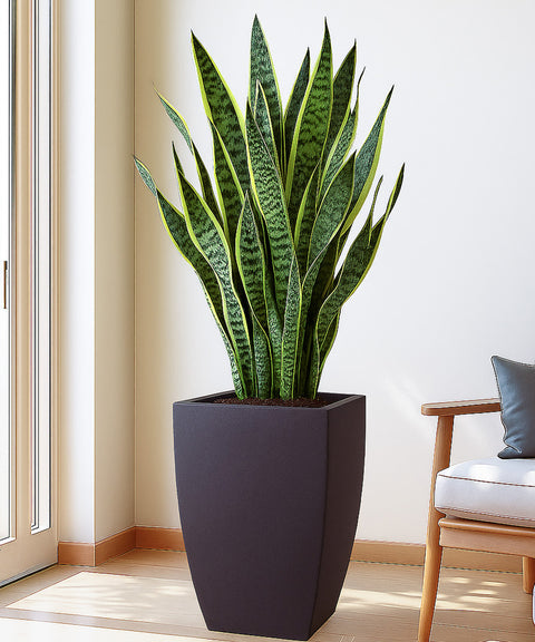 Kyari Lightweight & Durable Polymer Planter – Long Square