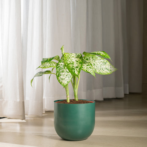 Dieffenbachia Cheetah with Arbor planter