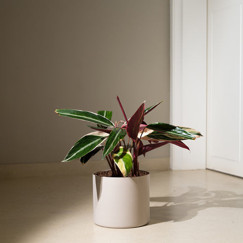 Calathea Triostar with Zen Planter