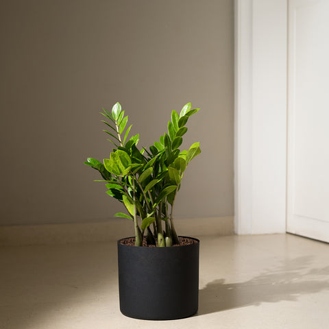 ZZ Green with Zen Planter