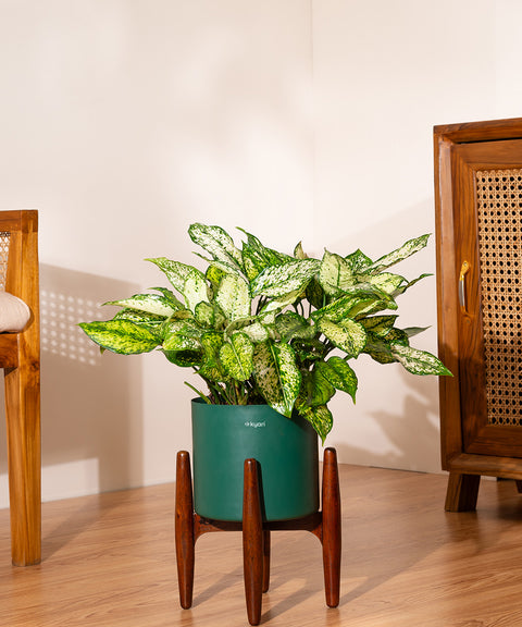 Aglaonema Snow White with Large Metal Self Watering Pot