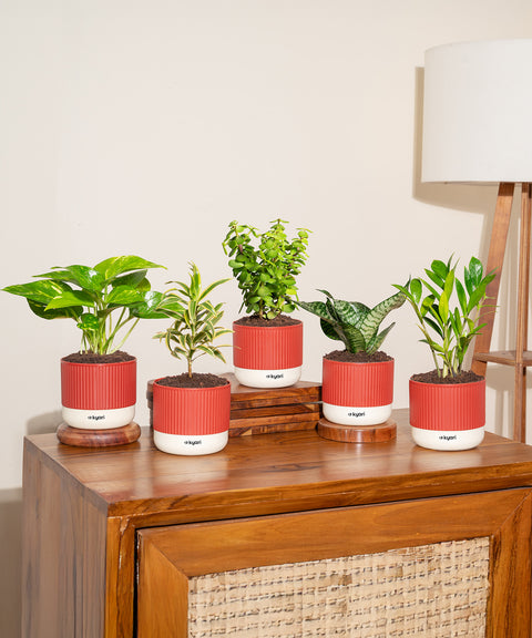 Set of 5 Mylo -Song of India, Money Variegated, Zamia Green, Green Snake, Lucky Jade