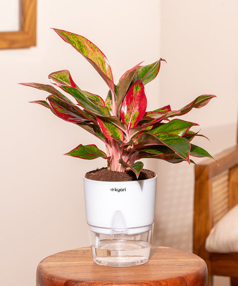 Aglaonema Lipstick Plant With Self Watering Pot