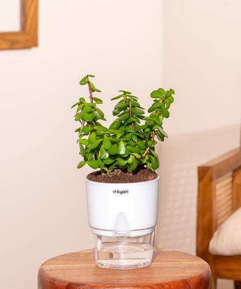 watering a jade plant indoors Lucky jade plant with self watering pot
