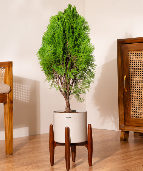 Thuja Plant with Large Self Watering Pot