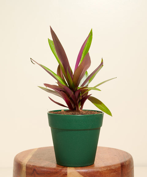 Oyster Plant With Reya Pot