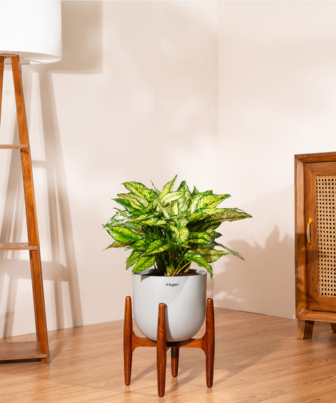 Aglaonema Snow White Plant With Self Watering Pot