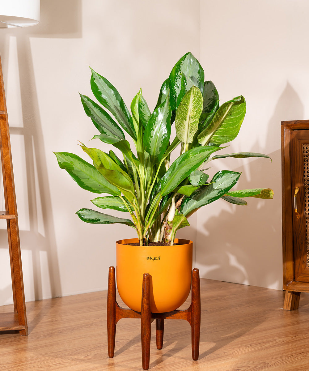 Aglaonema Ice Plant with Metal Self Watering Pot