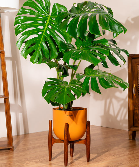 Monstera Deliciosa with Extra Large Self Watering Pot