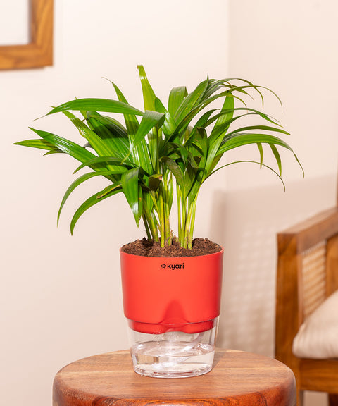 Areca Palm Plant With Self Watering Pot