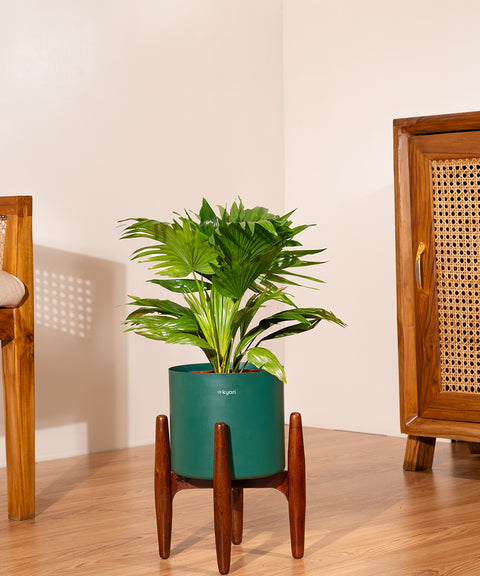 China Palm with  Metal Self Watering Pot