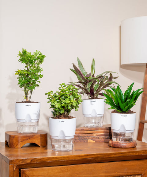 Set of 4 - Aralia Green, Dracaena Compacta, Rhoeo Tricolor & Lucky Jade Plants