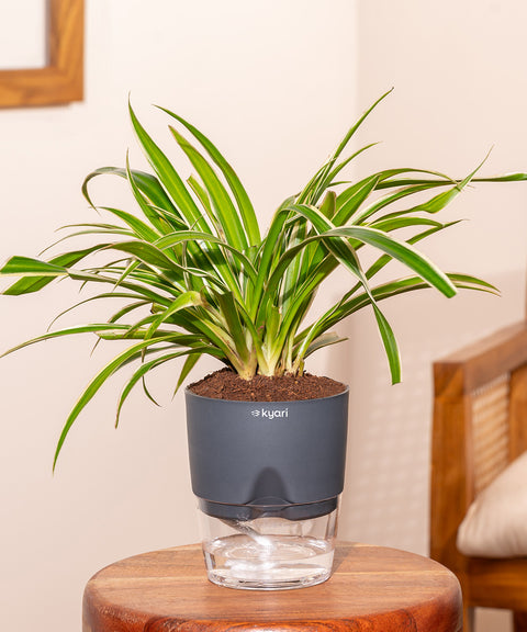 Spider Plant With Self Watering Pot