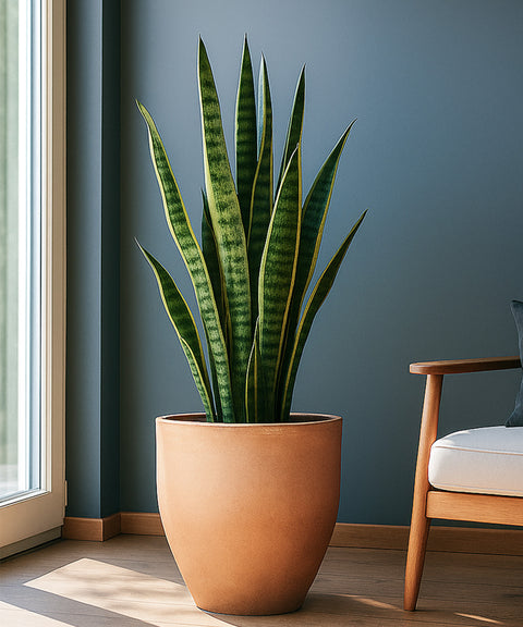 Kyari Lightweight & Durable Polymer Orbit Planter